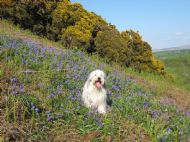 Freya surrounded by Blue Bells